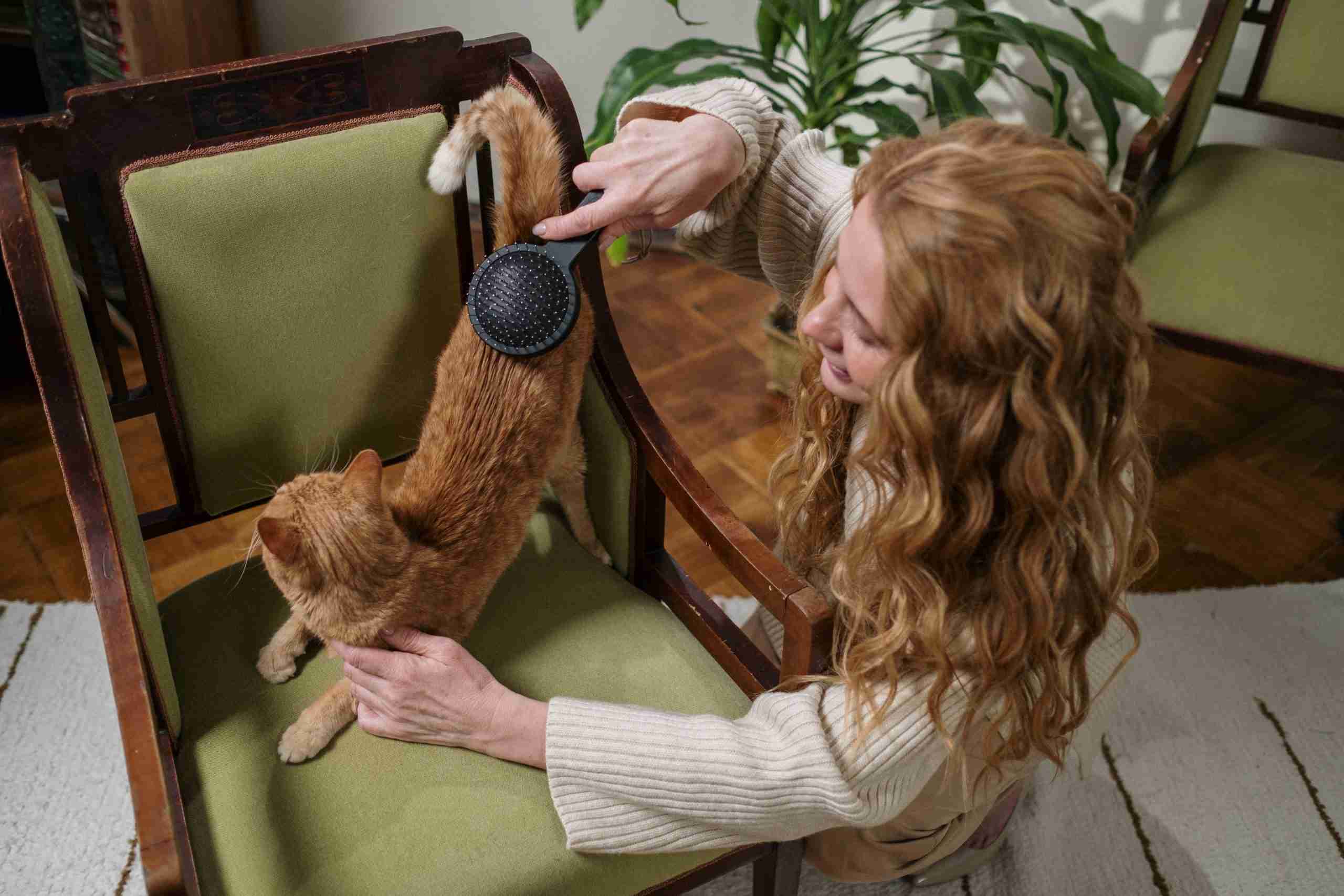 How to Groom An Abyssinian Cat 3 Brushing a cat's tail