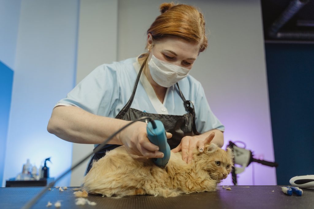 How to Shave a Matted Cat 5 How to shave a matted cat