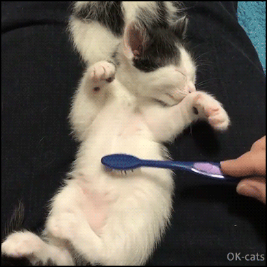 How to Brush a Cat 7 Sleepy Kitty lying on his back enjoys belly rubs with a tooth brush
