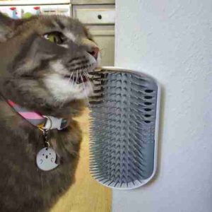 Top 10 Cat Brushes of 2023 8 best Self Grooming Cat Brush