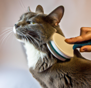 Cat Grooming 5 Brushing your cat as part of a holistic cat grooming approach