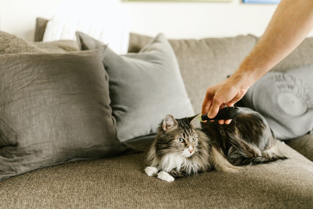 How to Groom a Long Haired Cat 7 brushing and combing a long-haired cat