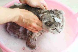How to Bathe a Cat 4 cat bathing tips
