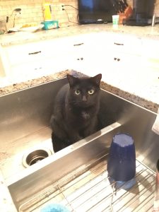 How to Bathe a Cat 5 a black cat in a sink
