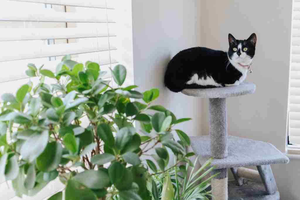 20 Cat Grooming Tips 4 cat scratching post