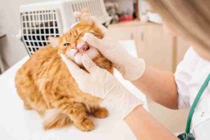 Benefits of Grooming your Cat 6 A cat getting checked by a veterinarian