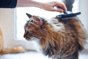 How to Shave a Matted Cat 7 dematting a cat's hair