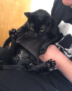 How to Groom A Bombay Cat 4 drying a cat after a bath
