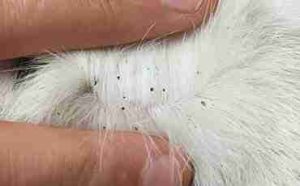How to Shave a Matted Cat 4 fleas in cat's fur