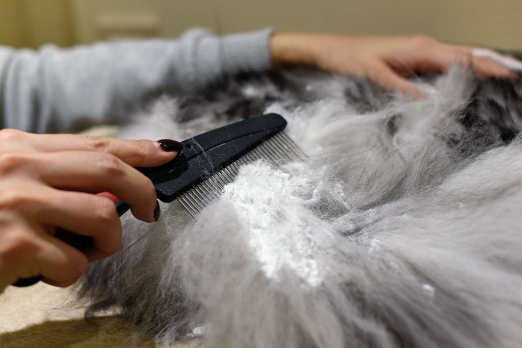 How to Groom a Cat with Matted hair 6 Dematting a cat's fur