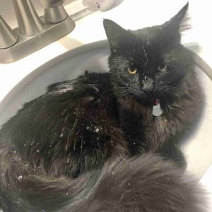 How to Bathe a Cat 6 how to bathe a cat