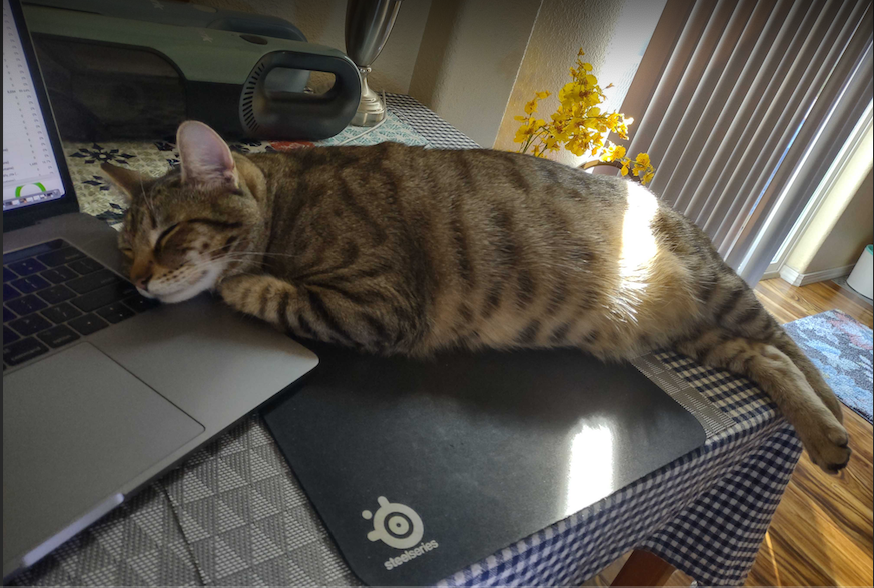 Cat Grooming 4 how to groom a cat