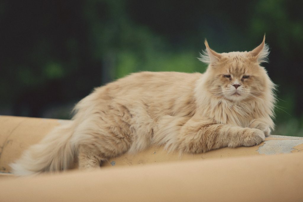 How Often to Groom a Cat 4 How often to groom a maine coon