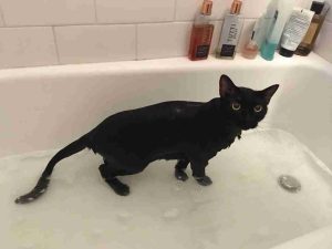 How to Bathe a Cat 8 rinsing a cat