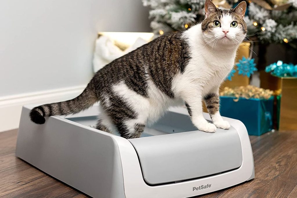 Cat Pooping On Bed: Causes and Solution (Vet Explains) 5 self-cleaning litter box