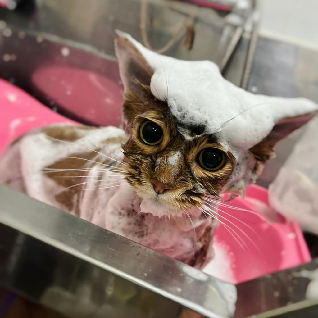 How To Groom An Oriental Longhair Cat 5 shampoo your cat