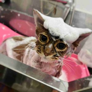 Top 7 Anti-Shedding Cat Shampoos 10 shampoo your cat