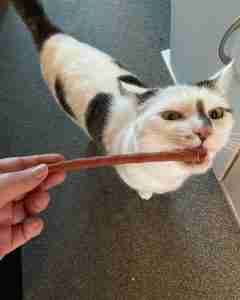 How to Clean a Cat's Ears 7 a cat getting treats