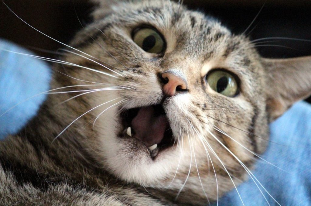 Cat Health: Common Issues, Solutions, Insurance & More 7 anxiety in cats