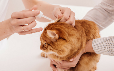 How to Clean a Cat's Ears 5 applying cat ear cleaning solution