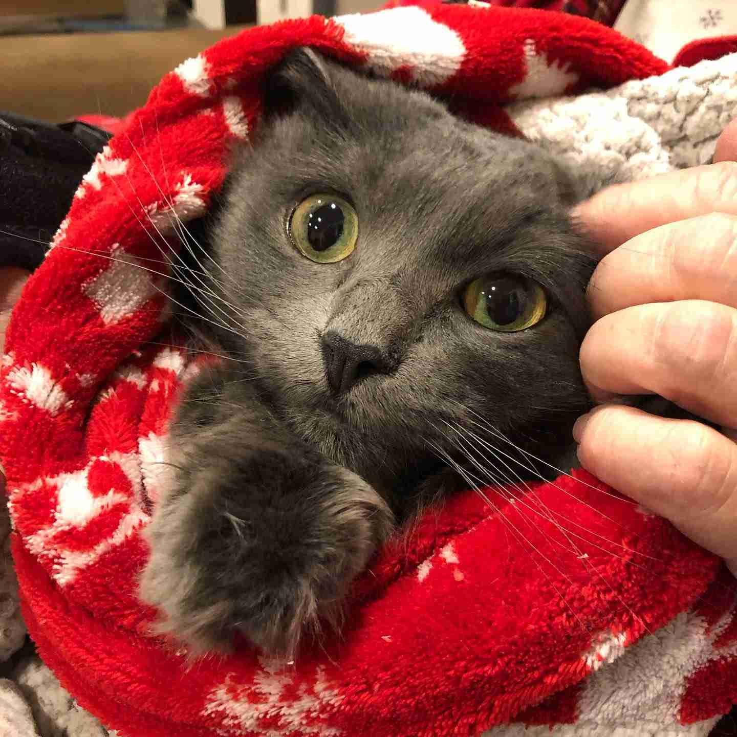 Why is Professional Cat Grooming Important? 6 burrito a cat