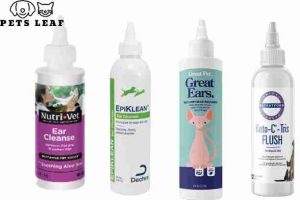 How to Groom A Bengal Cat 6 cat ear cleaning solution