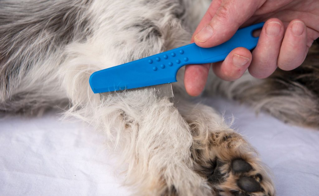 8 Best Flea Treatment Options for Cats 3 cat flea comb