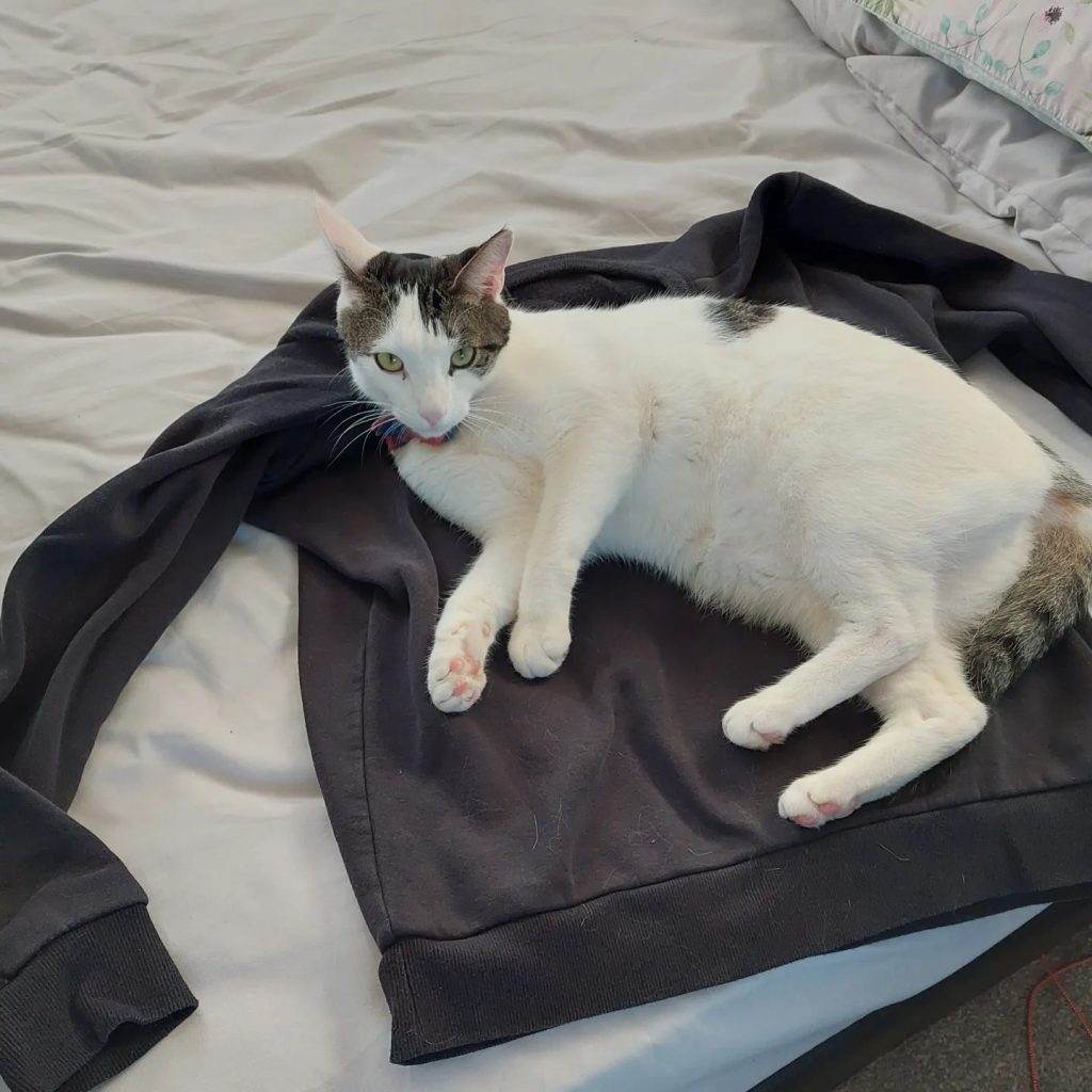 How to Deshed a Cat 4 cat fur on furniture and clothes