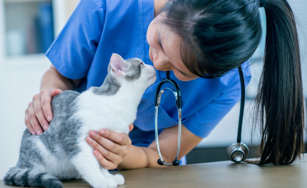 Cat Health: Common Issues, Solutions, Insurance & More 4 cat health