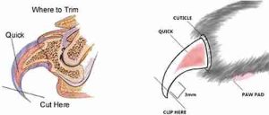 How to Groom A Bengal Cat 5 An illustration of a cat's nail quick