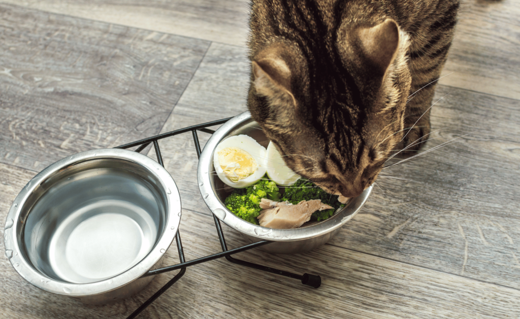 Cat Health: Common Issues, Solutions, Insurance & More 6 cat nutrition