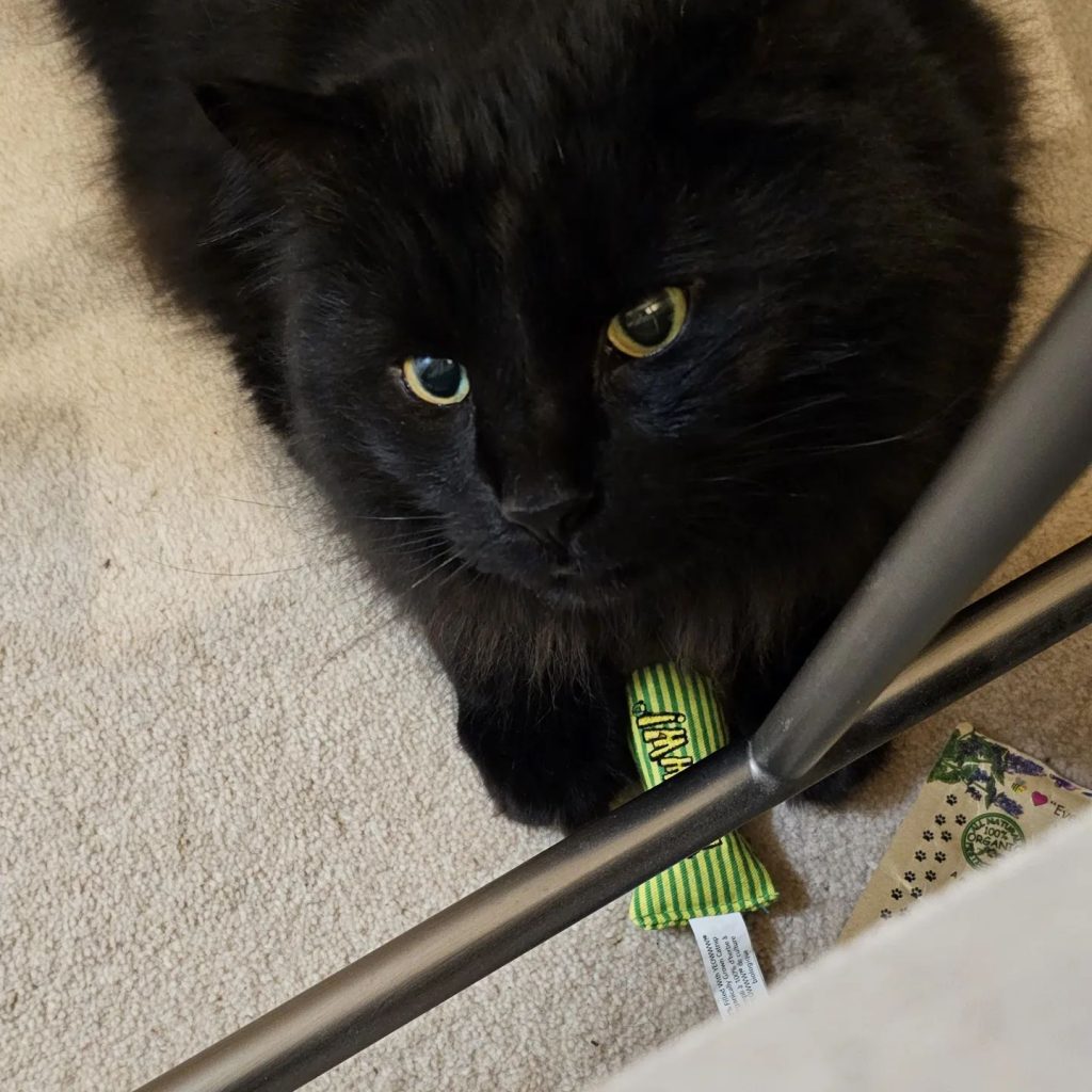 Why is my Cat Shedding so Much? 4 cat shedding whiskers