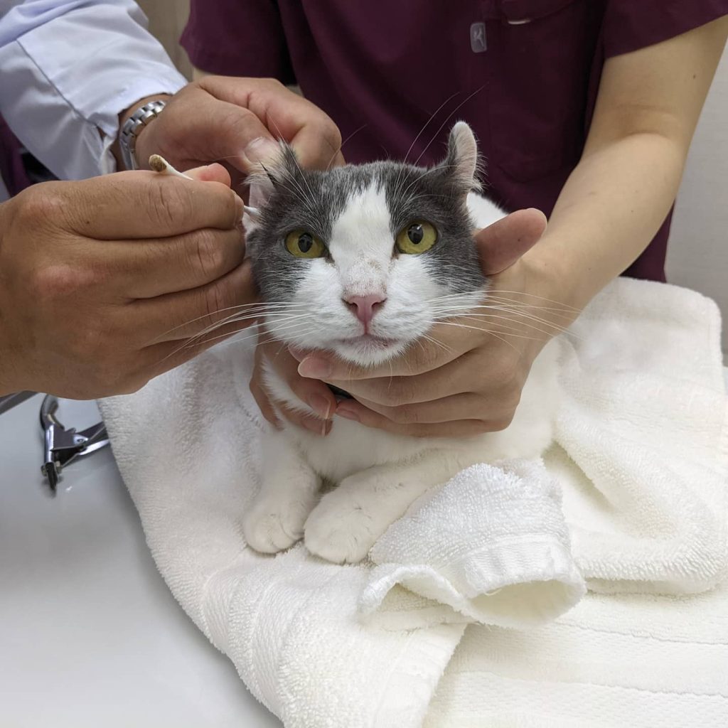 How to Clean a Cat's Ears 6 cleaning cat ears