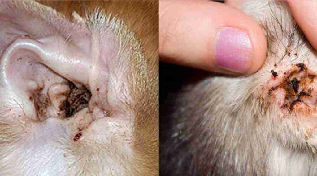 How to Clean a Cat's Ears 8 ear mites