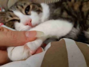 How to Trim Cat Nails 6 hold a cat's paw