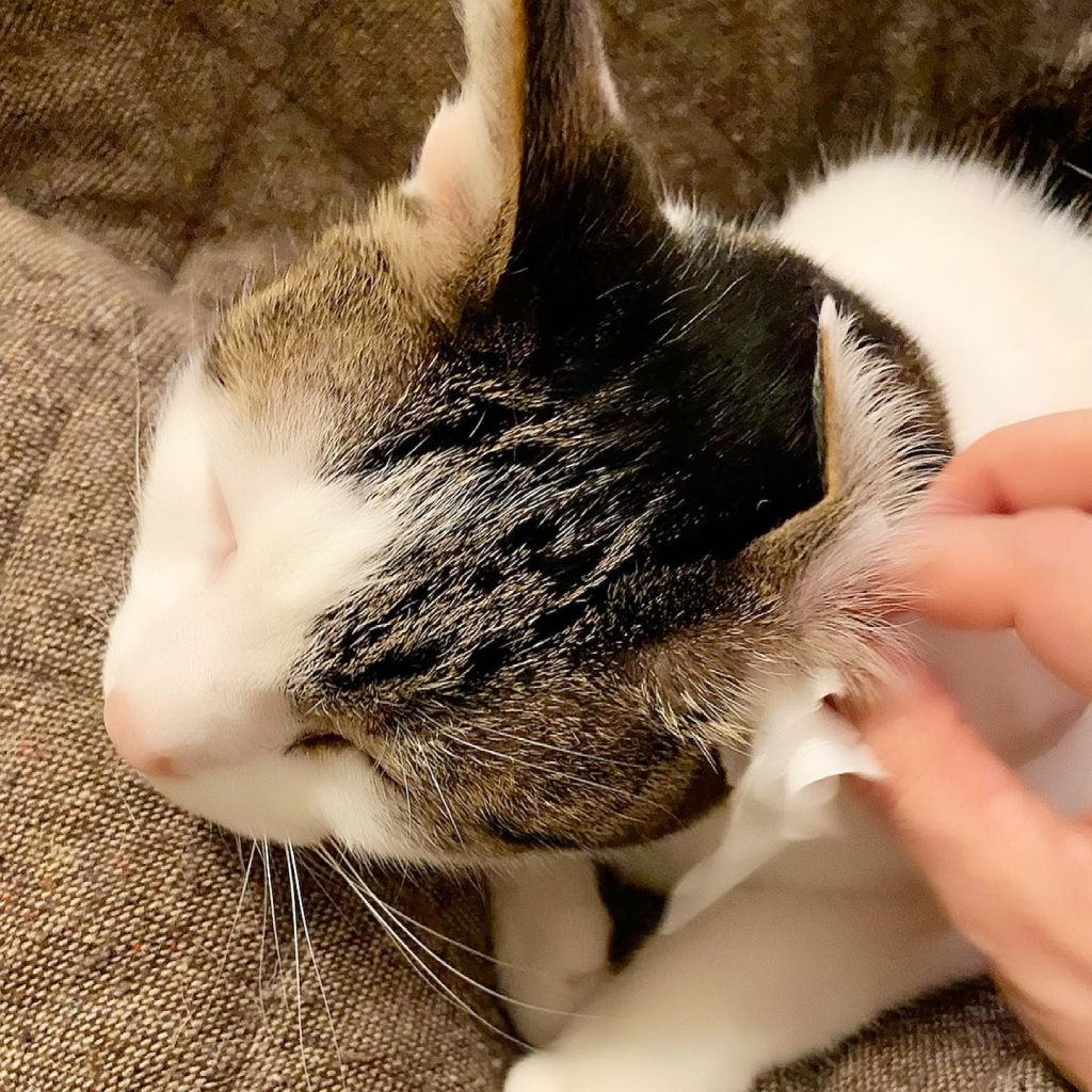 How to Groom A Cyprus Cat 6 how to clean a cat's ears