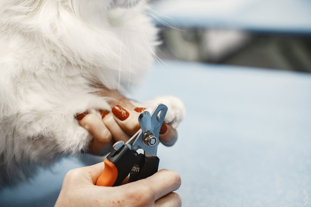 How to Groom A Turkish Van Cat 5 Holding a cat's paw to trim its nail