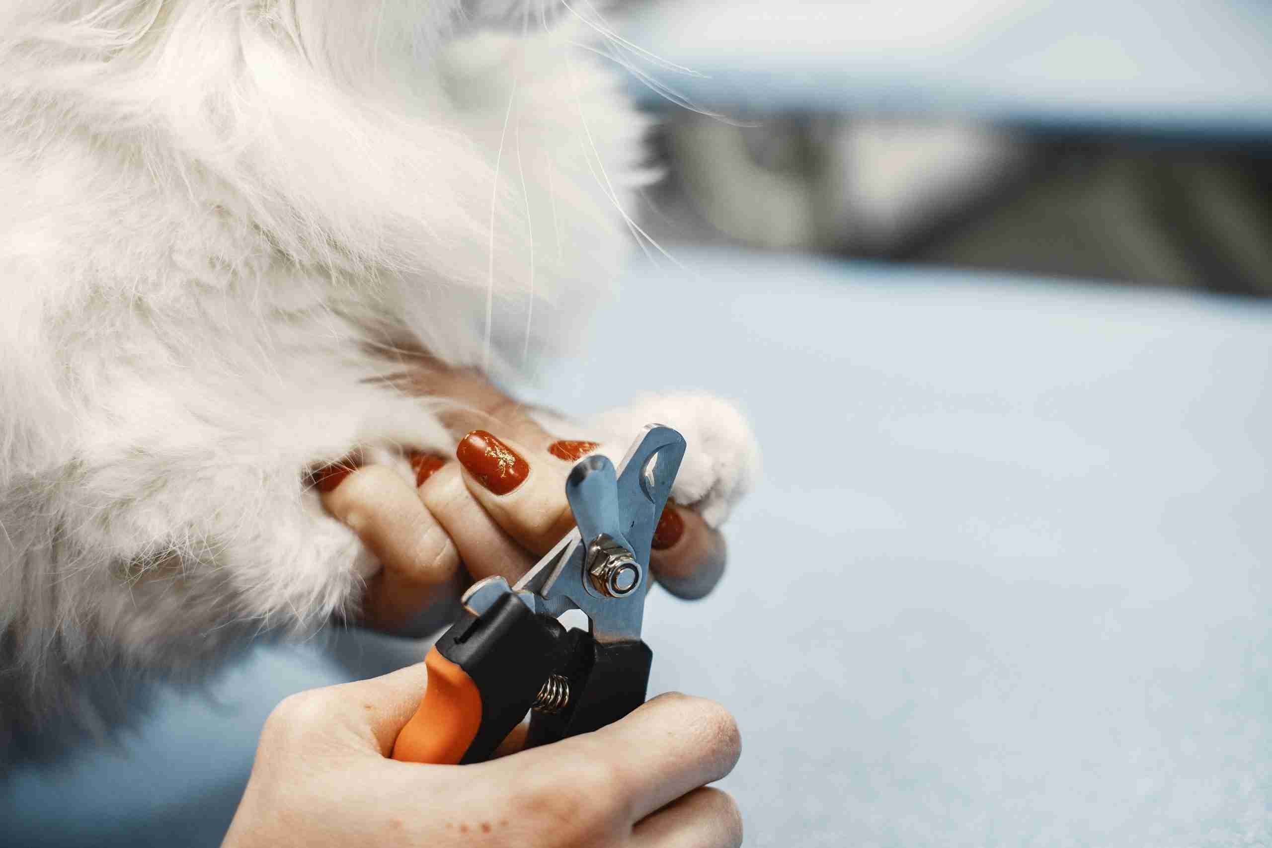 How to Groom A Siberian Cat 5 Holding a cat's paw to trim its nail