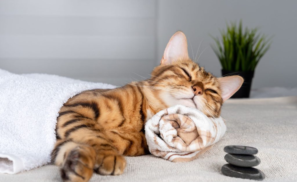 How to Calm a Cat for Grooming 4 massaging a cat