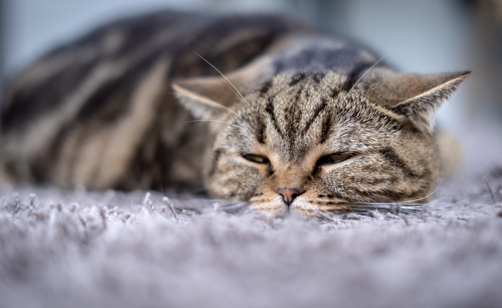 Cat Health: Common Issues, Solutions, Insurance & More 5 sick cat symptoms