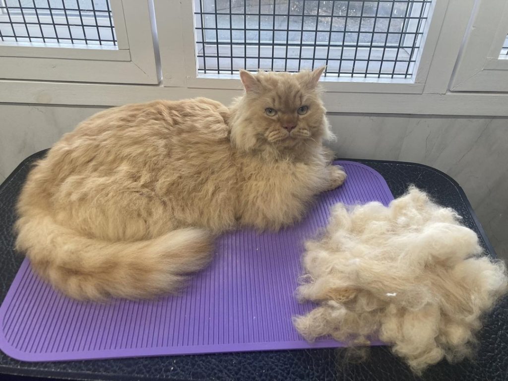 How to Deshed a Cat 3 why is my cat shedding so much