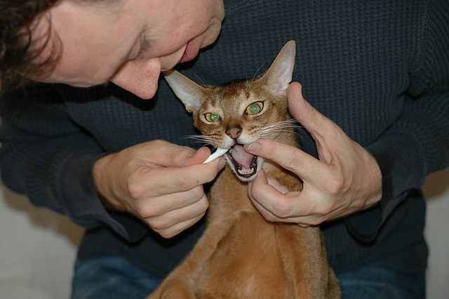 How to Groom An Abyssinian Cat 6 Abyssinian cat dental health
