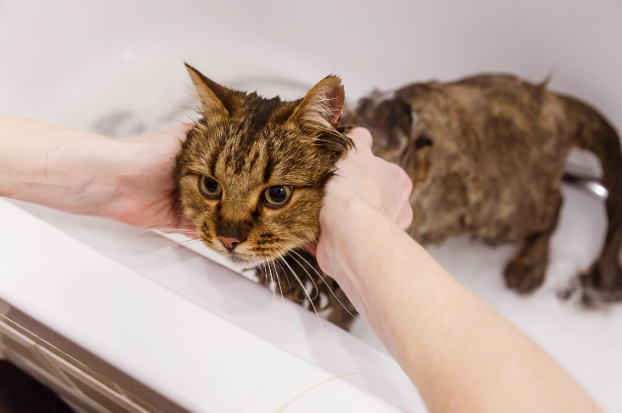 How to Groom A Brazilian Shorthair Cat 4 Bathing a Brazilian Shorthair Cat