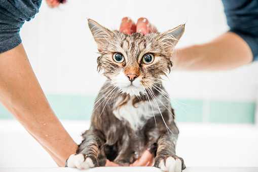 How to Groom A Siberian Cat 4 Bathing a Siberian Cat