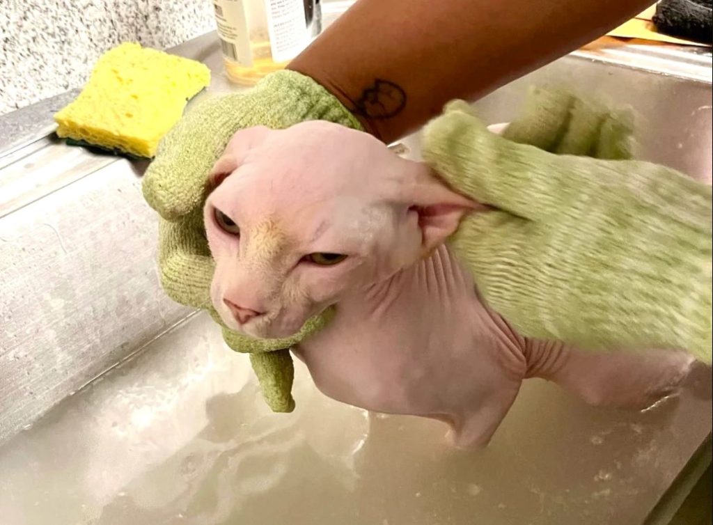 How to Groom A Ukrainian Levkoy Cat 3 Bathing a Ukrainian Levkoy