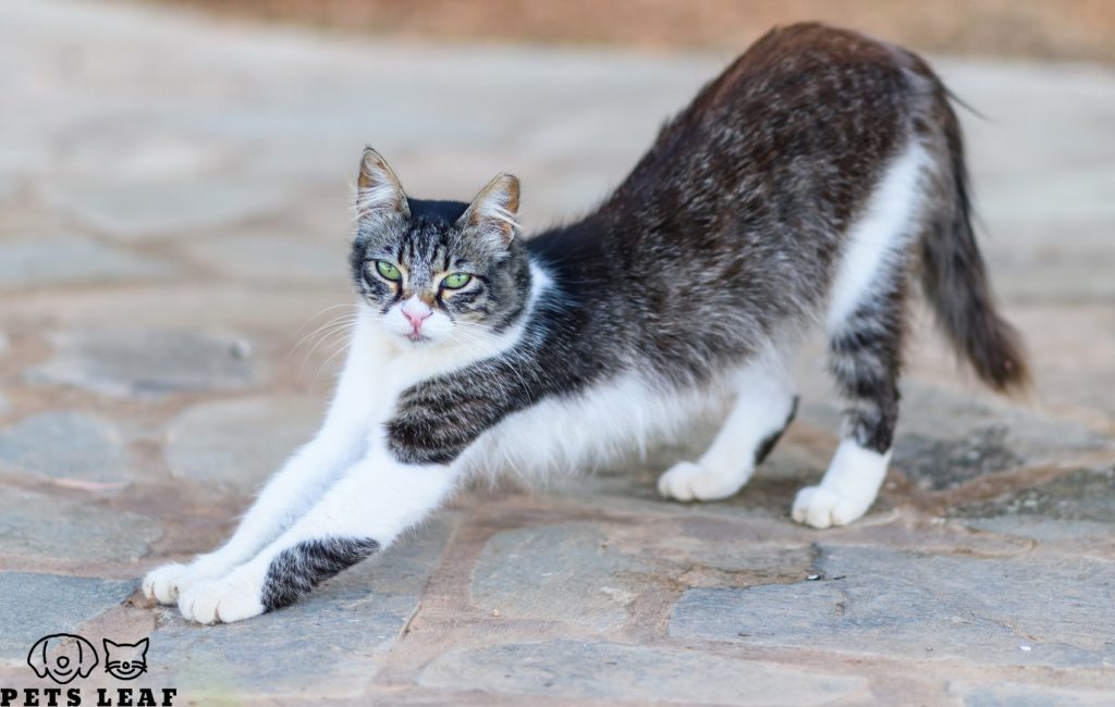 How to Groom A Cyprus Cat 4 Brushing A Cyprus Cat