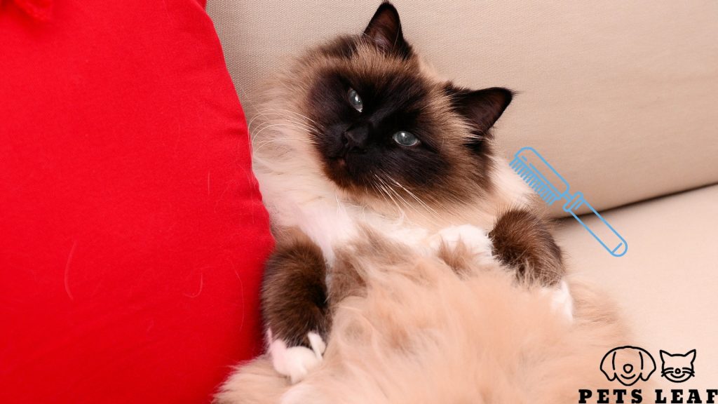How to Groom A Birman Cat 4 Brushing a Birman Cat