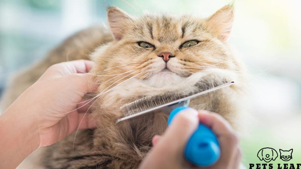 How to Groom A British Longhair Cat 4 Brushing a British Longhair Cat