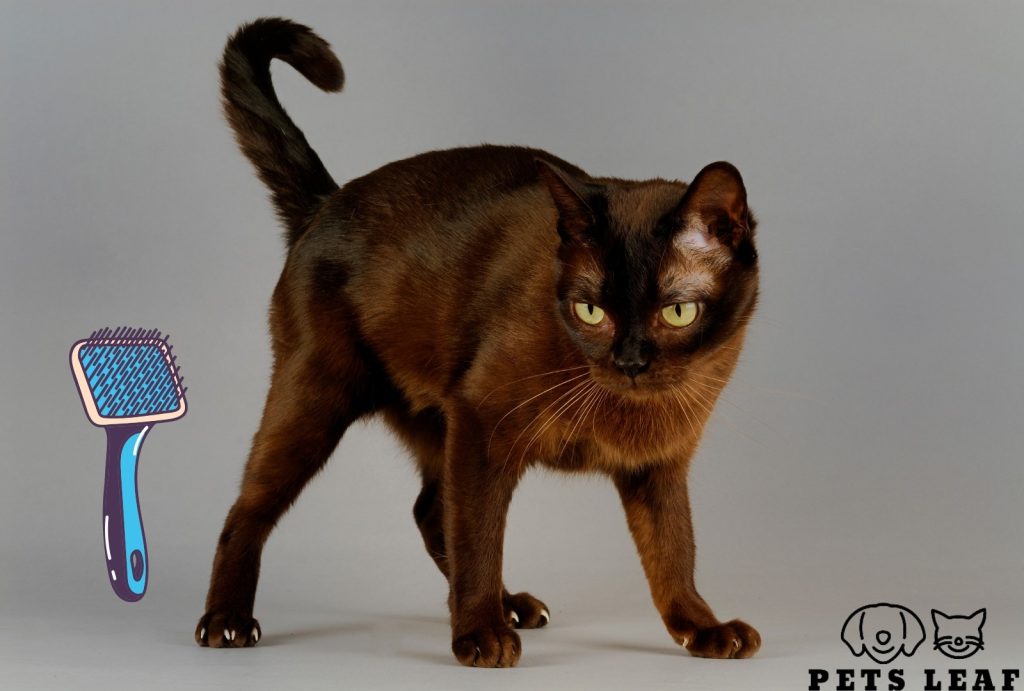 How to Groom A Burmese Cat 4 Brushing a Burmese Cat