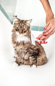How to Groom A Siberian Cat 3 Brushing a Siberian Cat